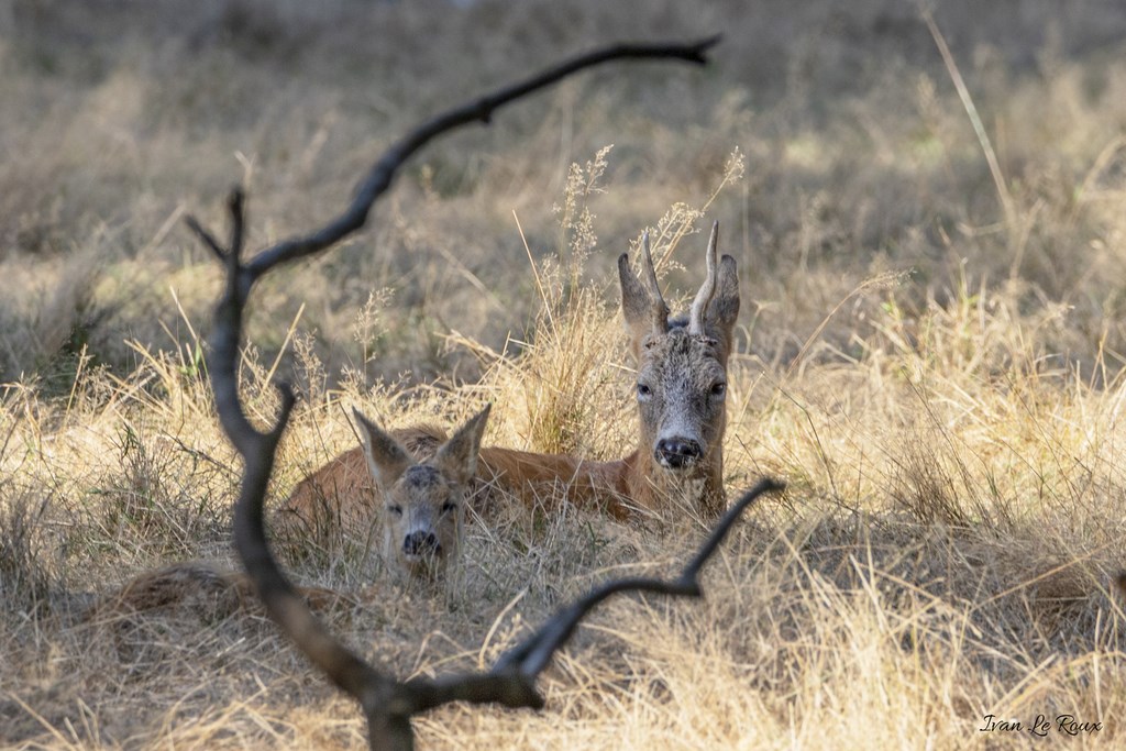 Chevreuil et Faon  - 2019