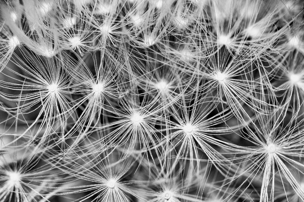 Aigrettes de Pissenlit