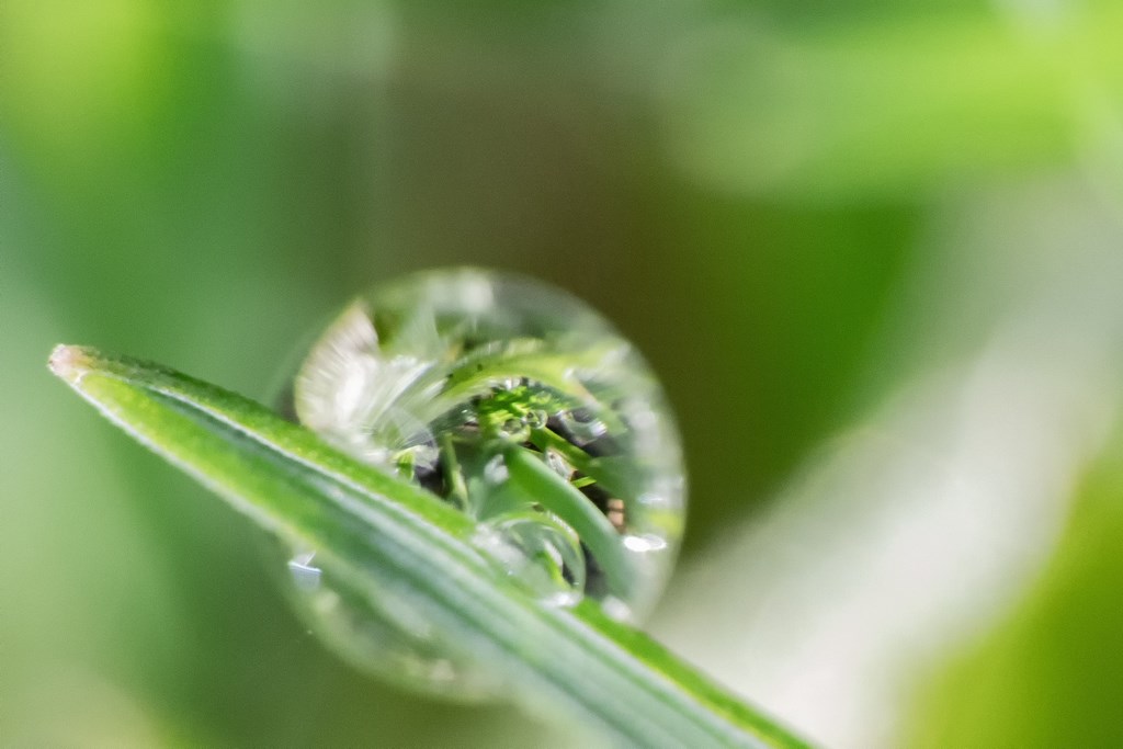 Goutte d'eau sur herbe