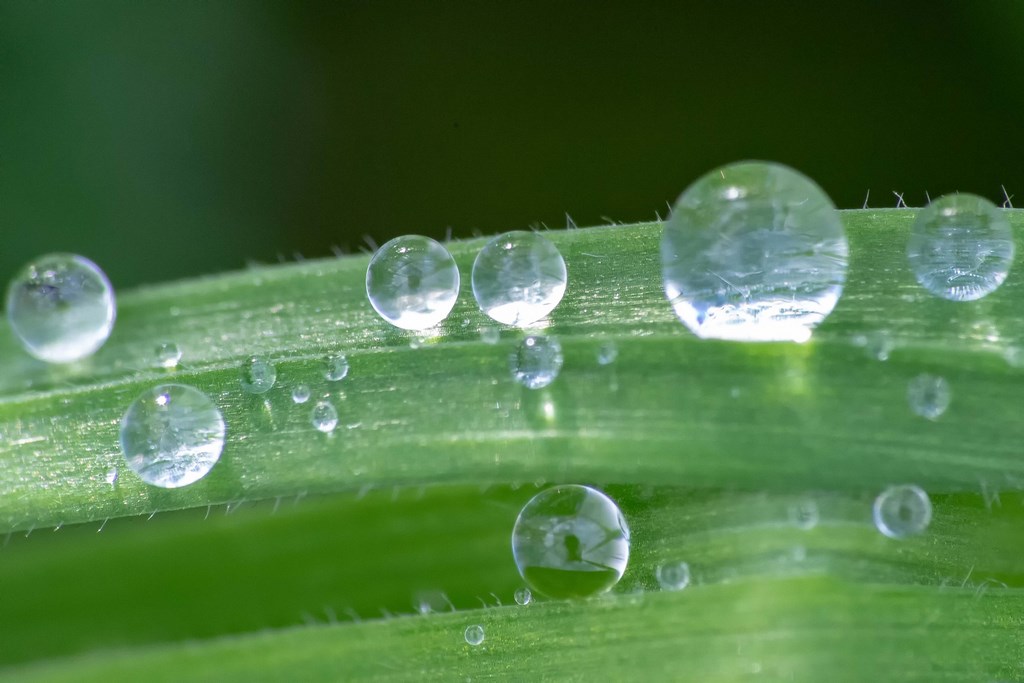 Goutte d'eau sur brin d'herbe