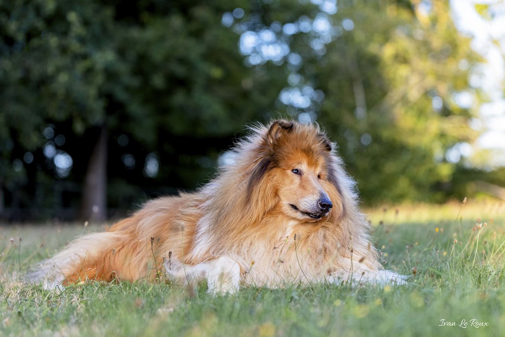 Colley mâle "Fonzy" - 2019