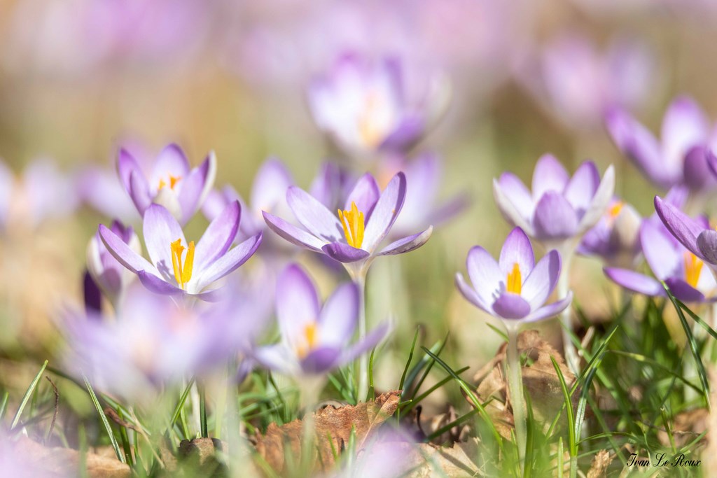 Crocus