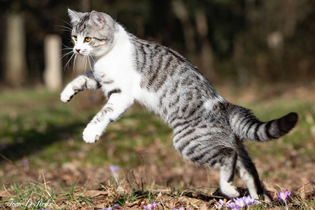 Chat en mouvement