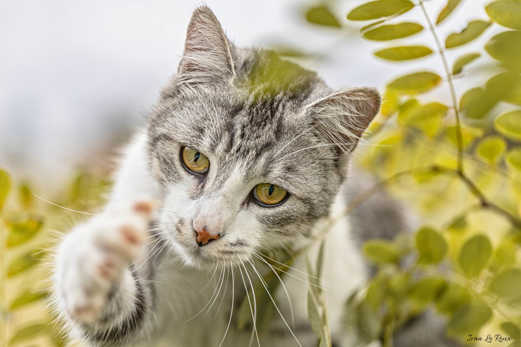 Tu me serres la patte ? - 2019