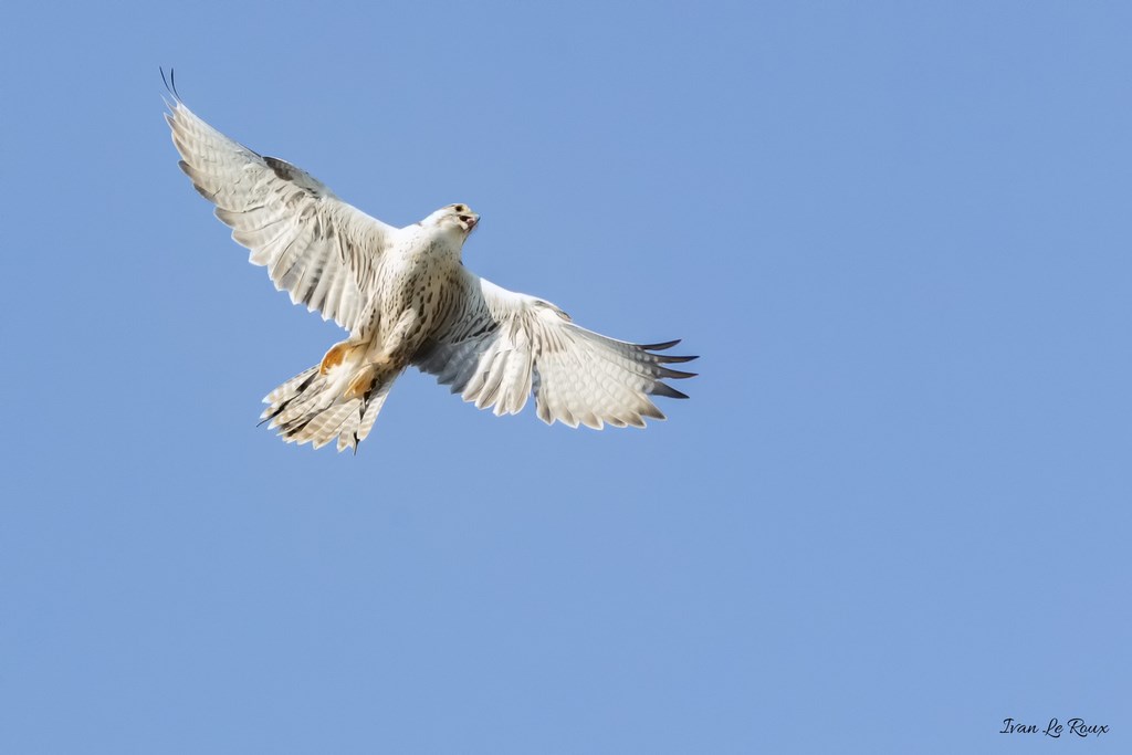Forêt des aigles - Rambouillet - 2019