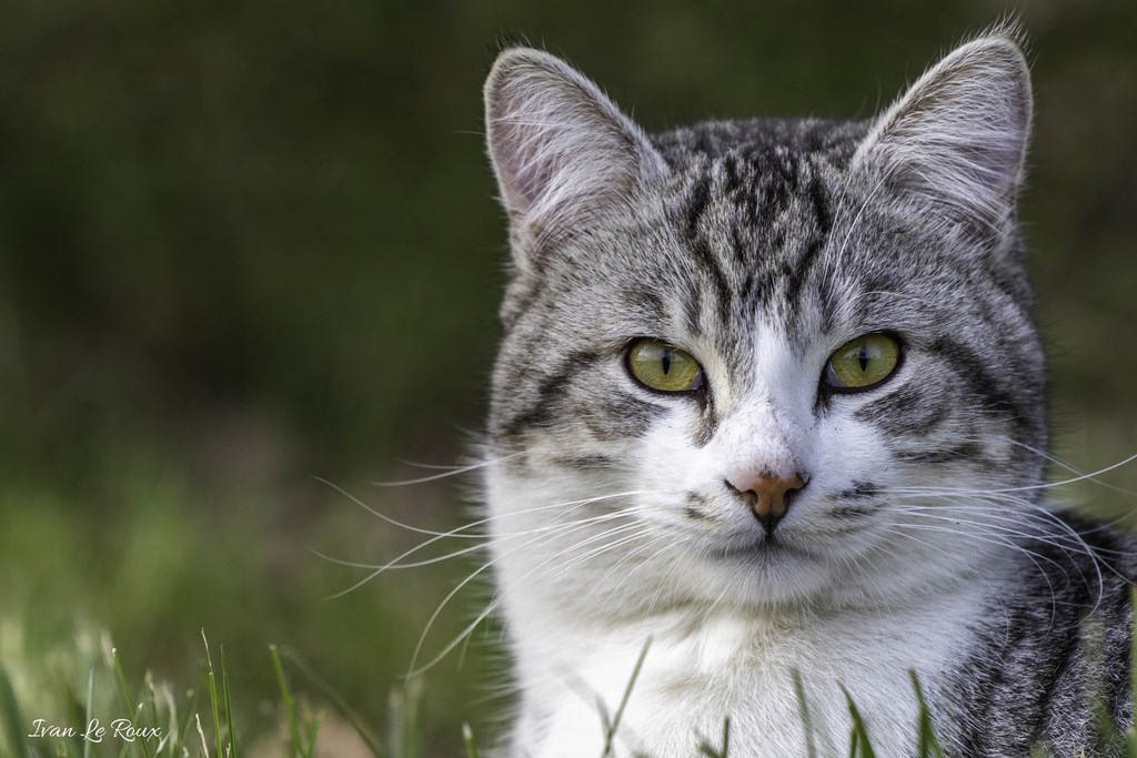 portrait de Charlie Le Chat - 2019