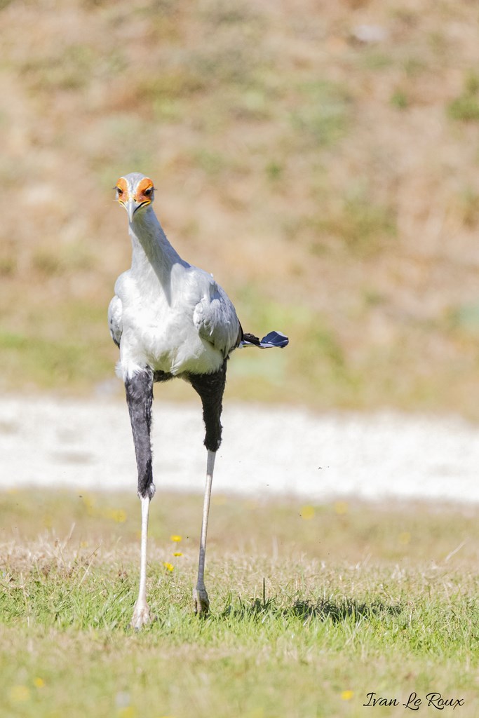 Serpentaire ou Oiseau "Secrétaire"- Rambouillet "Forêt des aigles" - 2019