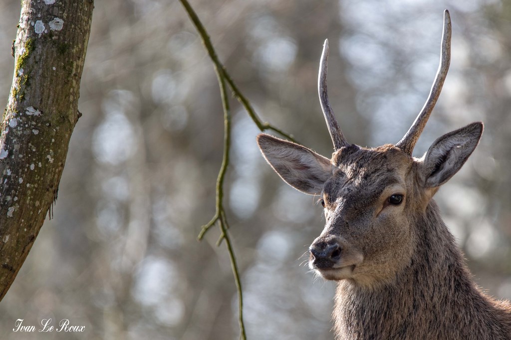 Faune Normandie Eure