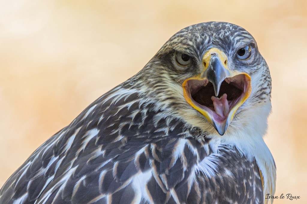 Forêt des aigles - Rambouillet - 2019