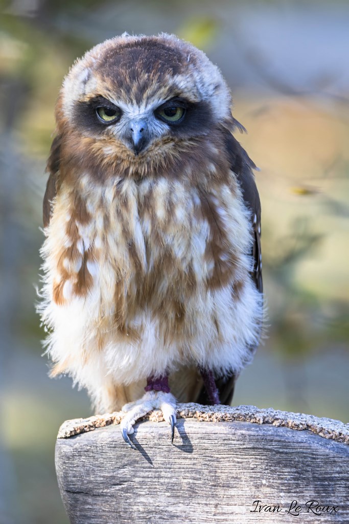 Plutôt "Chouette" ! Forêt des aigles - Rambouillet - 2019