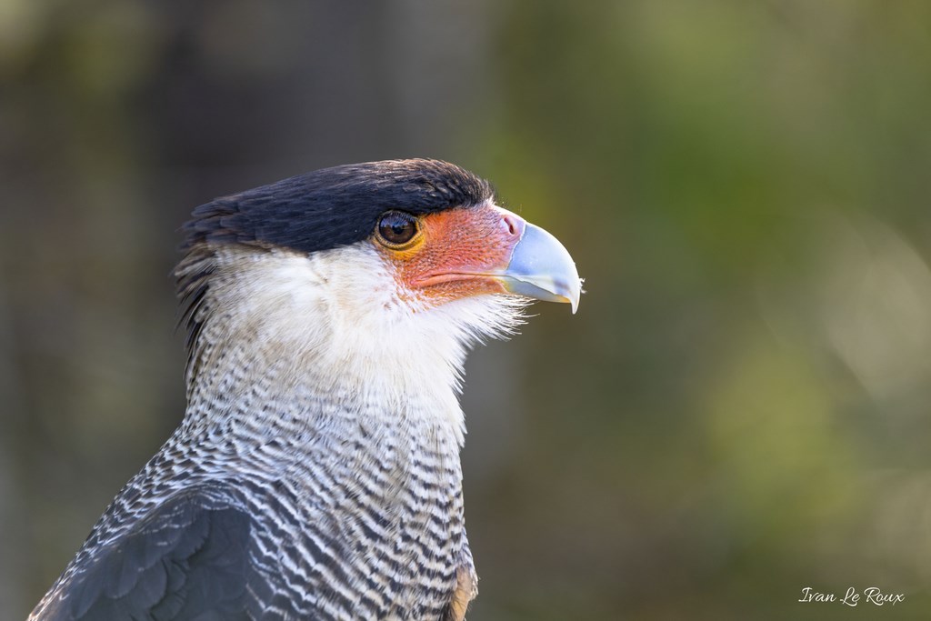 Faucon Mexicain "CARACARA" - Rambouillet "Forêt des aigles" - 2019