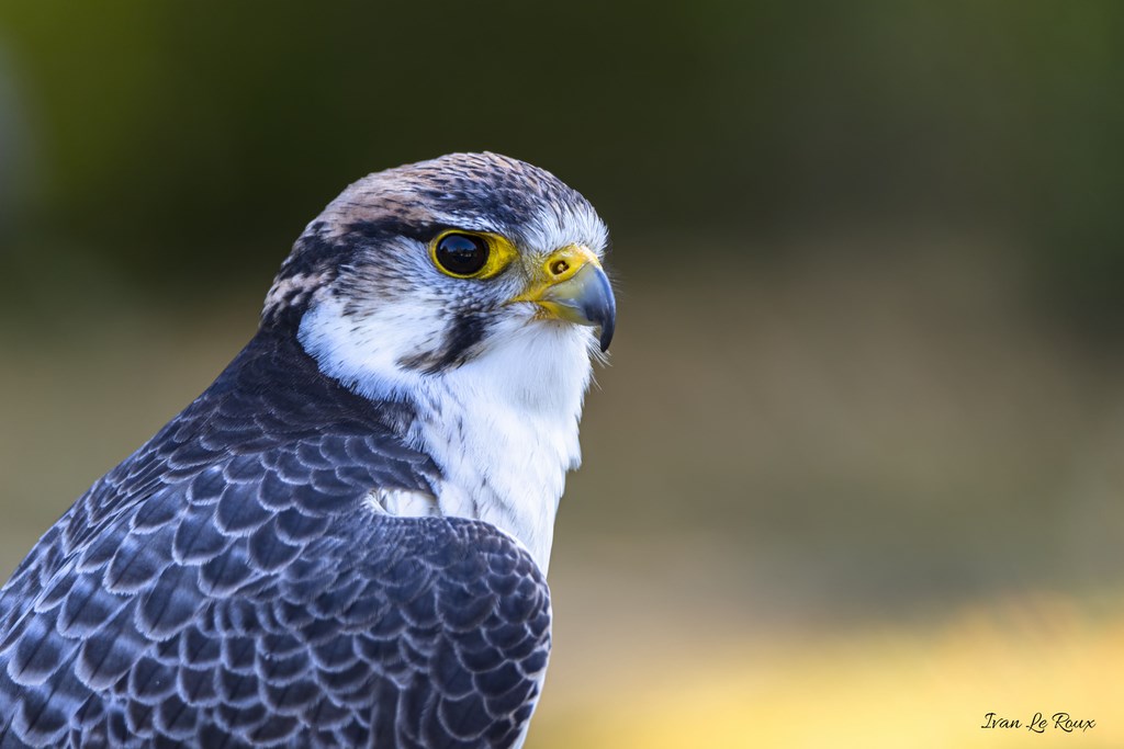 Faucon Forêt des aigles - Rambouillet - 2019