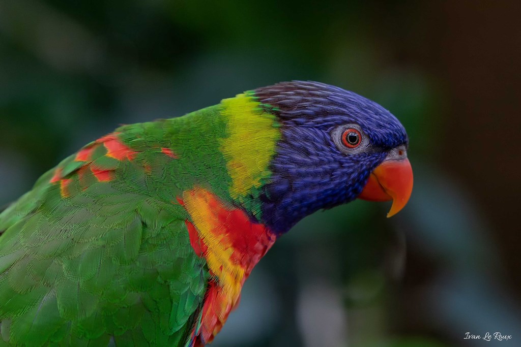 Loriquet de Swainson - Naturospace d'Honfleur - 2019
