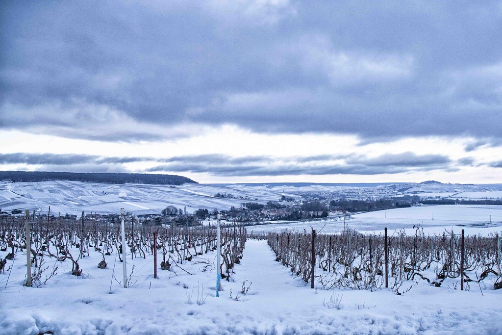 Le vignoble champenois Marne (51)