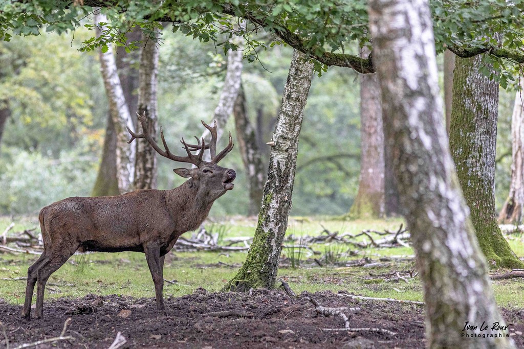Brâme du Cerf - Forêt de l'Eure (27) - 2021