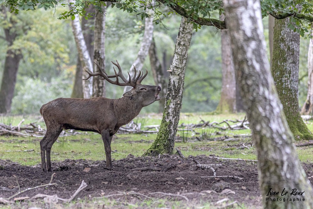 Brâme du Cerf - Eure (27) - 2021 - Ivan 