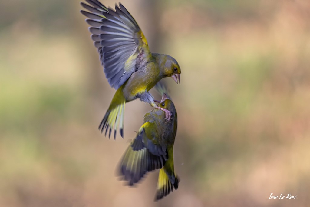 Collection "Les Oiseaux du Jardin" - Verdiers d'Europe - 2021