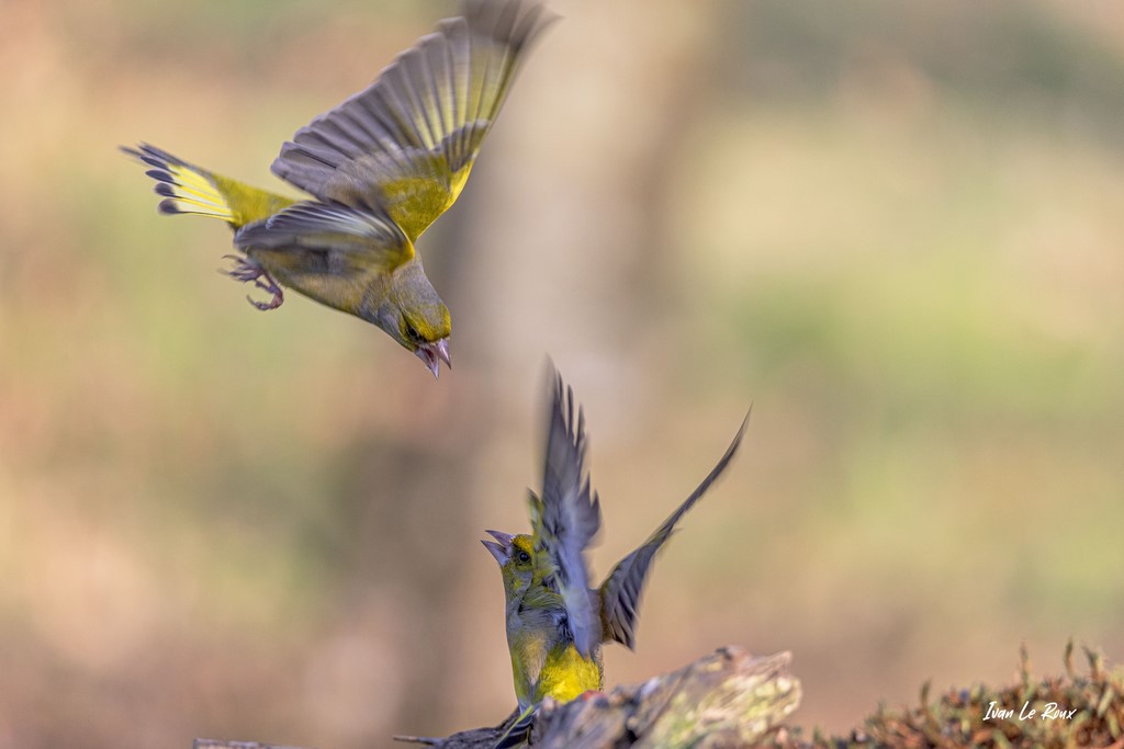 Collection "Les Oiseaux du Jardin" - Verdiers d'Europe - 2021