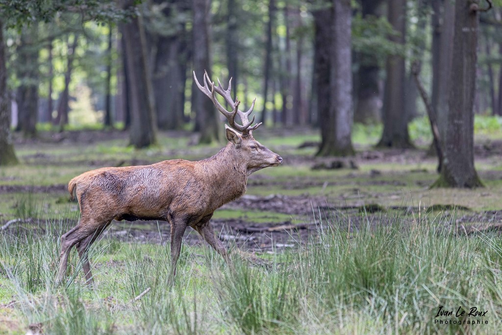 Cerf durant la période du Brâme - Eure (27) - 2021