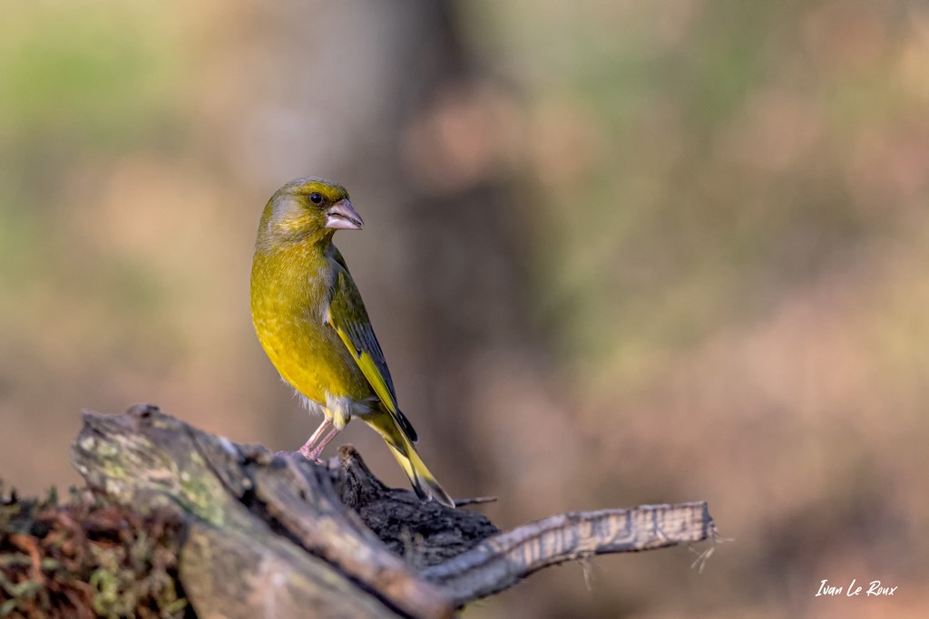 Collection "Les Oiseaux du Jardin" - Verdier d'Europe - 2021