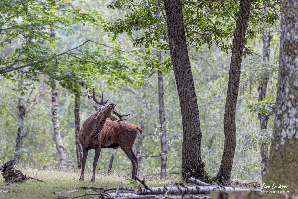 Cerf durant la période de brâme - Eure (27) - 2021