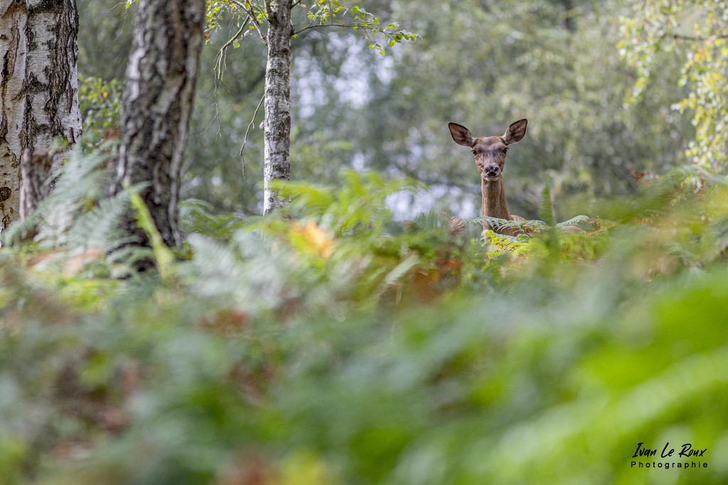 Repéré par une belle biche ! - Eure (27) - 2021