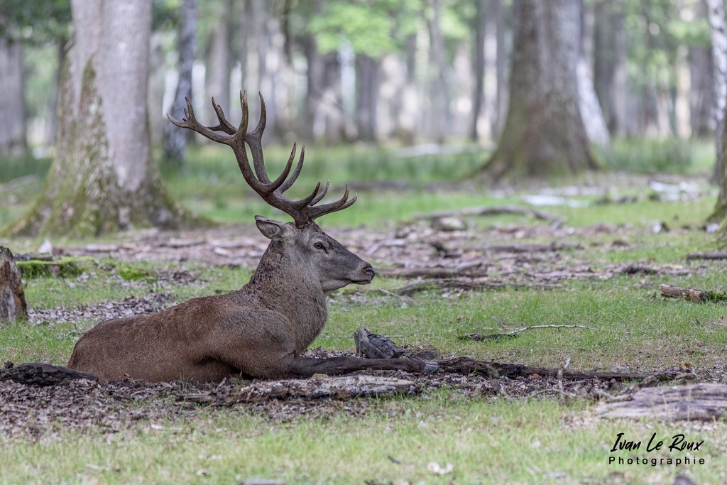 Repos du Cerf durant la période du Brâme - Eure (27) - 2021