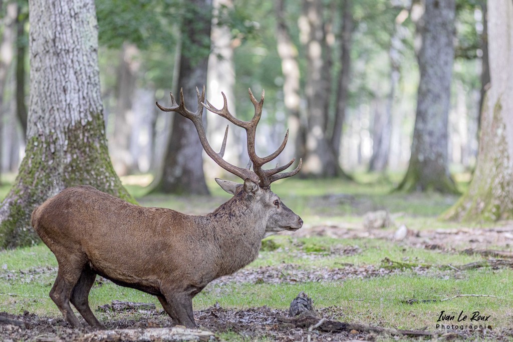 Cerf durant la période du Brâme - Eure (27) - 2021