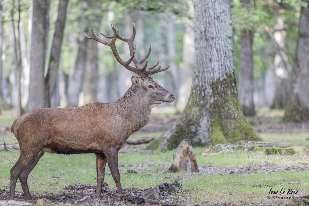 Cerf durant la période du Brâme - Eure (27) - 2021