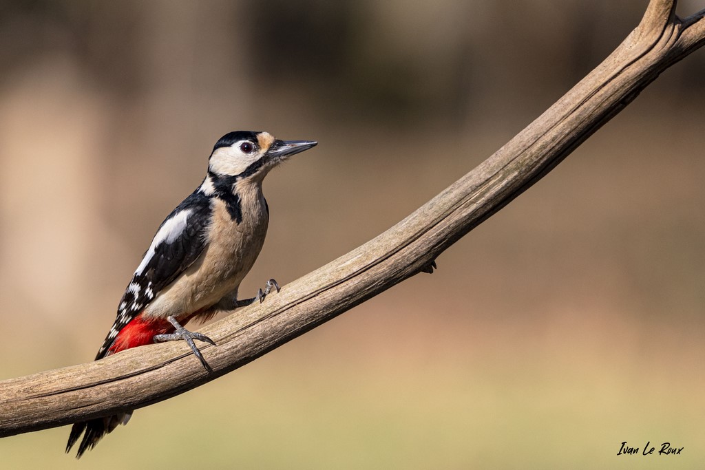 Collection "Les Oiseaux du Jardin" - Pic Epeiche - 2021