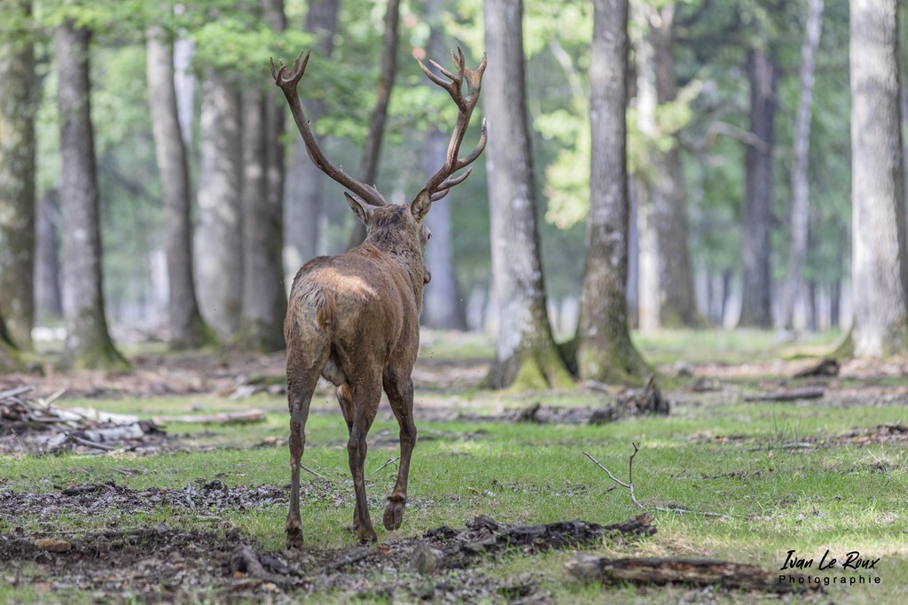 Cerf pendant la période du Brâme - Eure (27) - 2021 - Ivan Le Roux