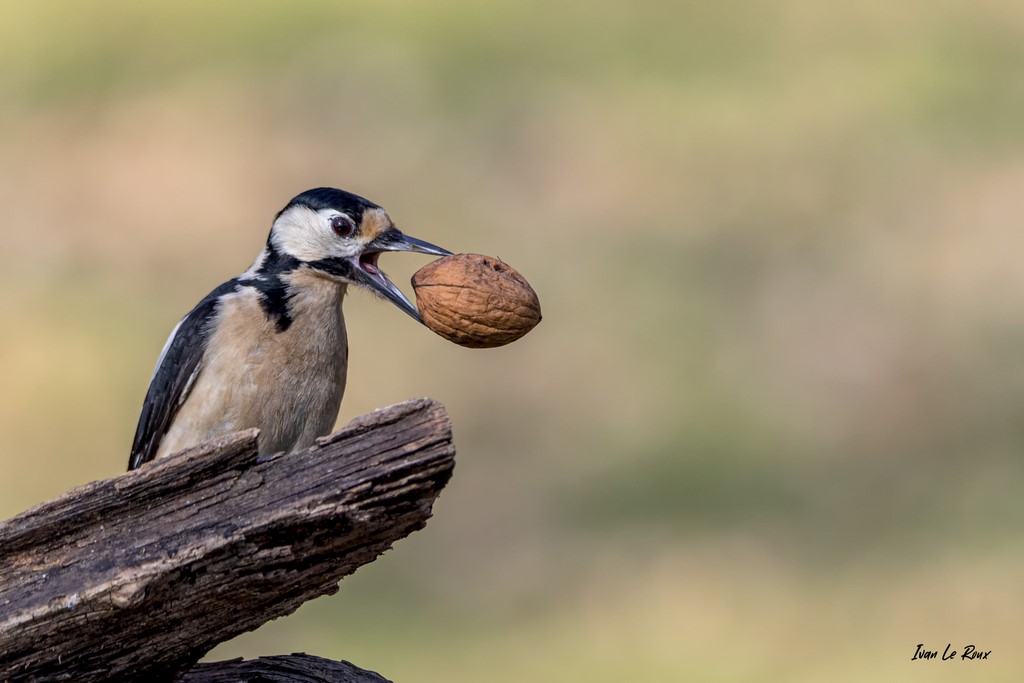 Collection "Les Oiseaux du Jardin" - Pic Epeiche avec sa noix - 2021