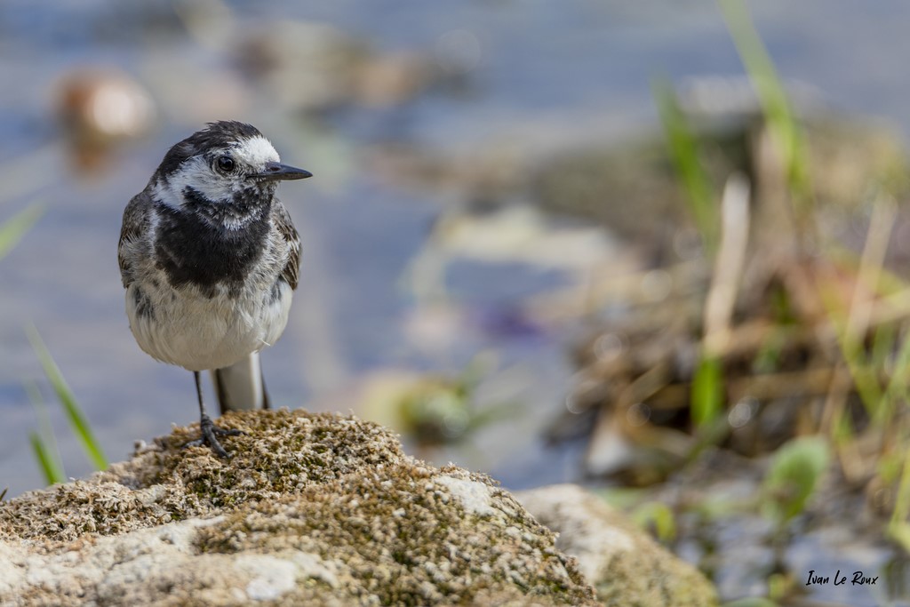 Bergeronnette Grise au bord de l'eau
