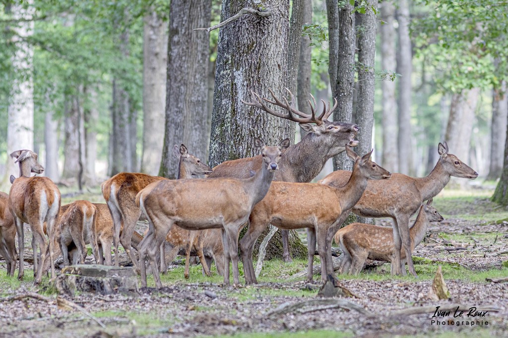 Le Cerf en place durant la période du Brâme - Eure (27) - 2021
