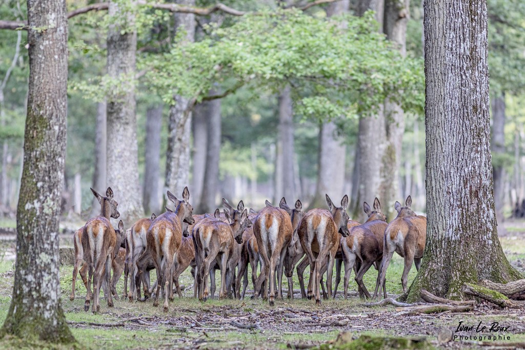 Harde de Biches durant la période du Brâme - Eure (27) - 2021