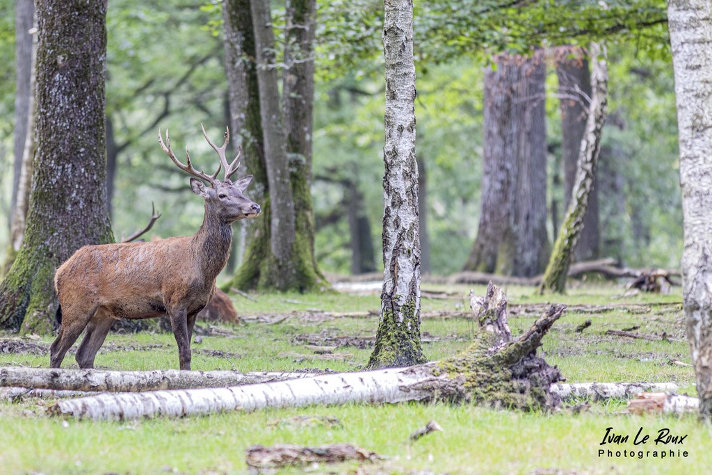 Cerf - Eure (27) - 2021