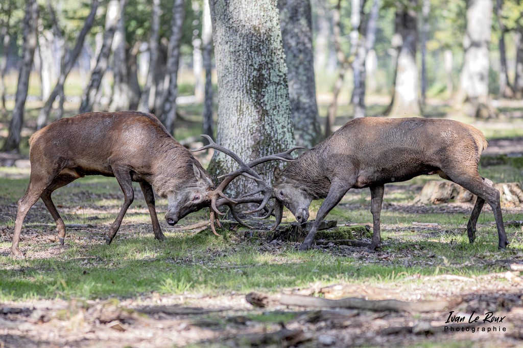 Combat de Cerfs durant le brâme - Eure (27) - 2021