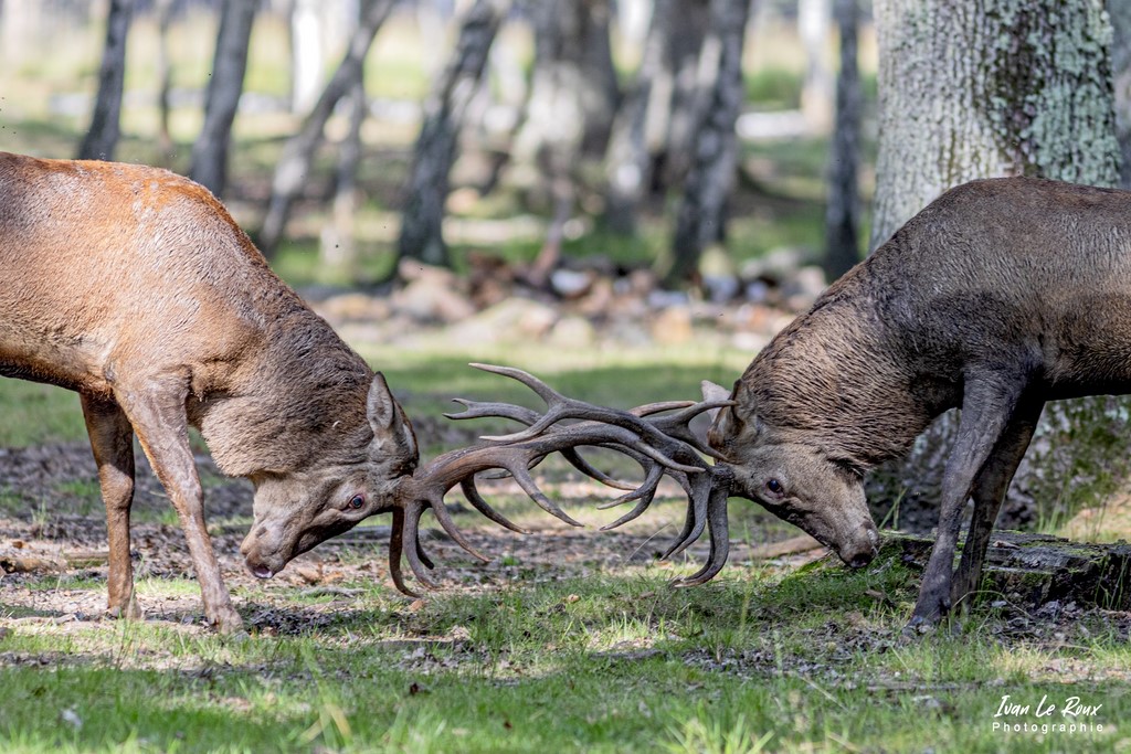 Brâme du Cerf "le duel" - Eure (27) - 2021 - Ivan Le Roux