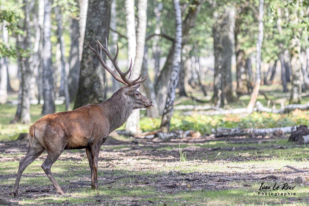 Cerf qui tire la langue pendant la période du Brâme - Eure (27) - 2021