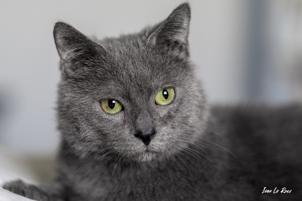 "Arthur le nouveau" venu  - 2020 Chat gris