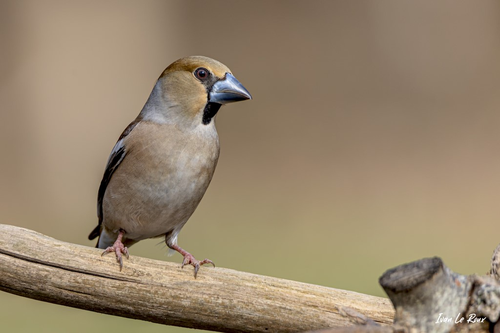 Le Grosbec Casse-Noyaux - 2021