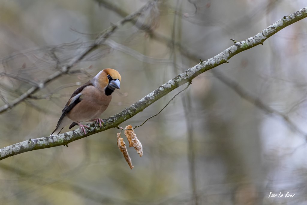 Grosbec Casse-Noyaux - 2021 -  Collection "Les Oiseaux du Jardin" - 