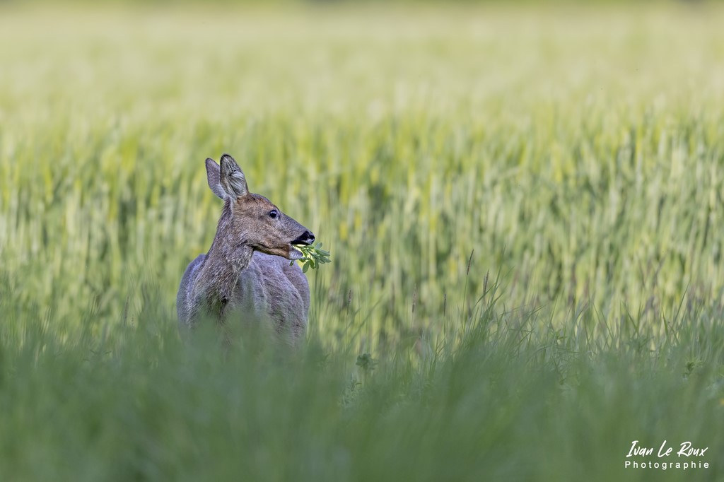 Chevreuil chevrette Photographe Ivan Le RouxL'heure du repas... - Romilly-la-Puthenaye (27) - 2022