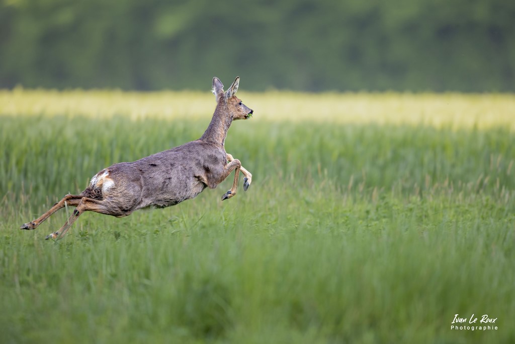 Je ne m'enfuie pas, je vole ! - Romilly-la-Puthenaye (27) - 2022 - Chevreuil chevrette