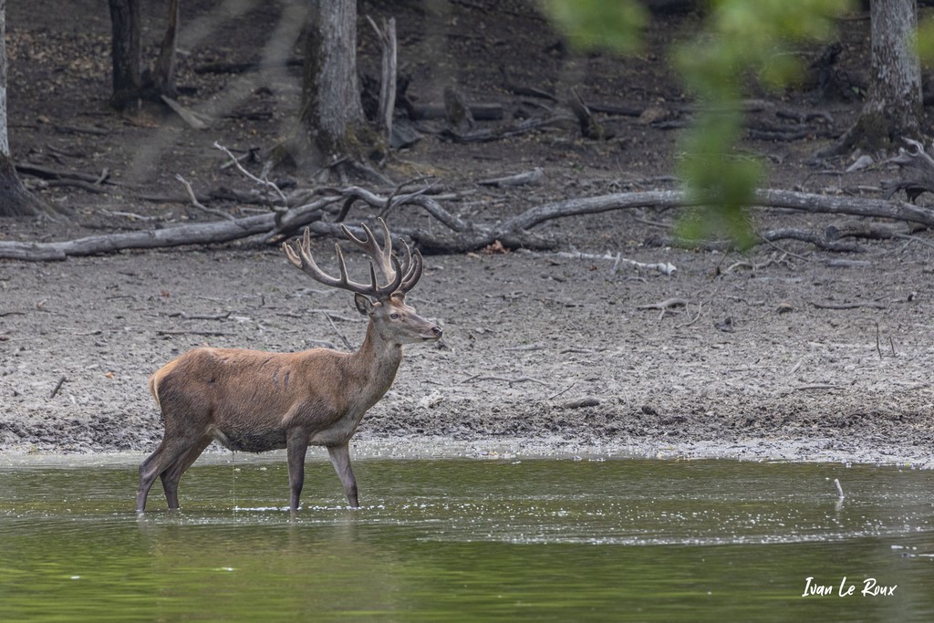 Cerf dans l'eau - 2020