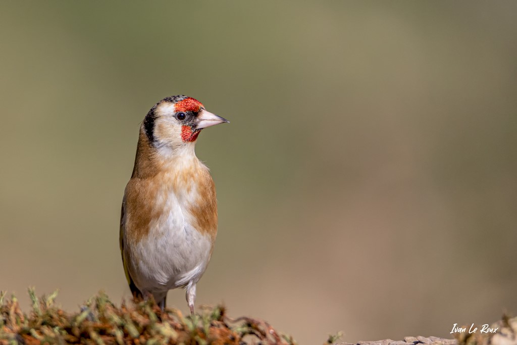 Chardonneret Elégant - 2021 - Normandie Eure Photo Ivan Le Roux