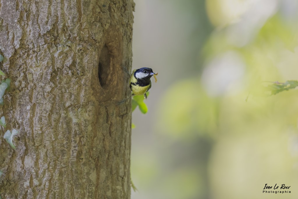 "Les Oiseaux du Jardin" - Mésange Charbonnière "nourrissage" de la nichée - Romily-la-Puthenaye (27) - 2022 - ivan Le Roux