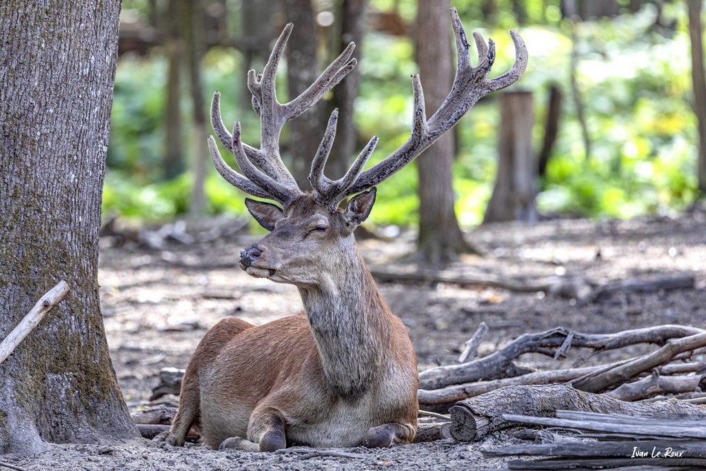 Cerf velour Photo Ivan Le Roux