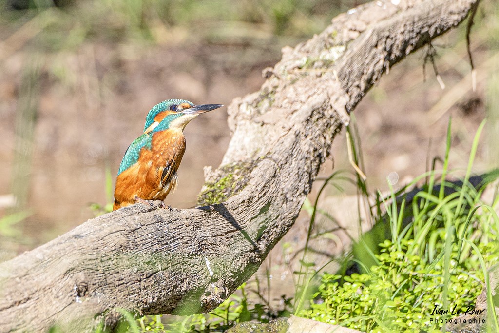 Le Martin Pêcheur  -  2021
