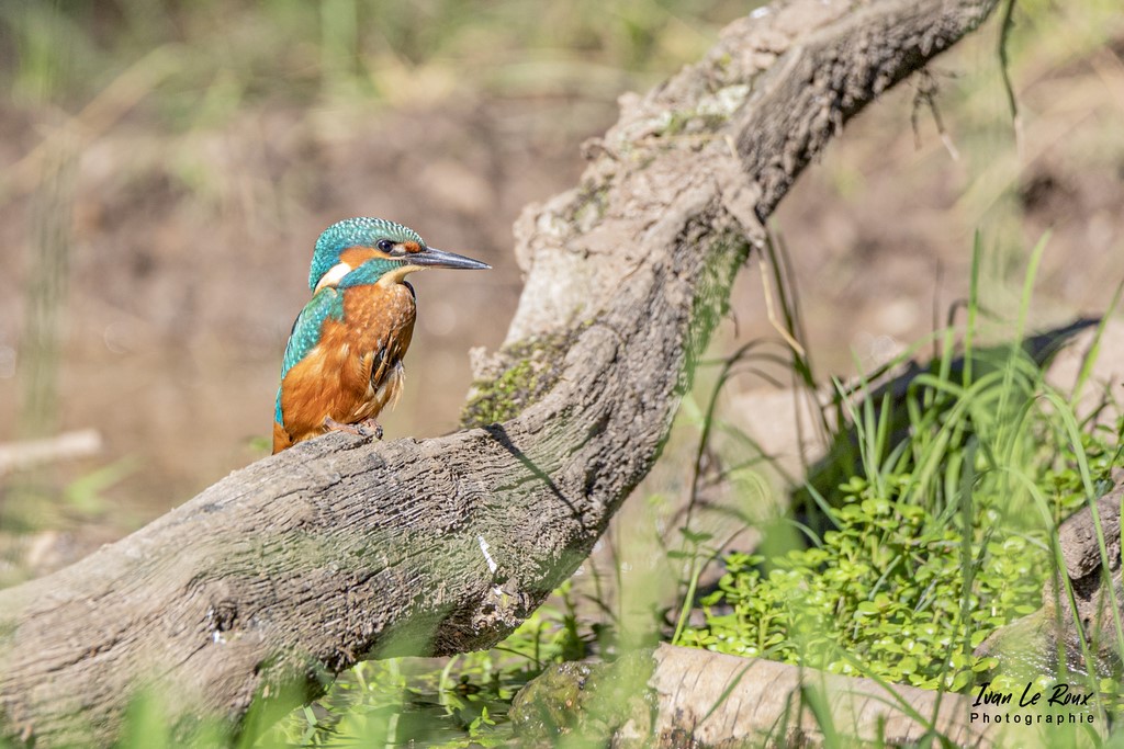 Le Martin Pêcheur  -  2021